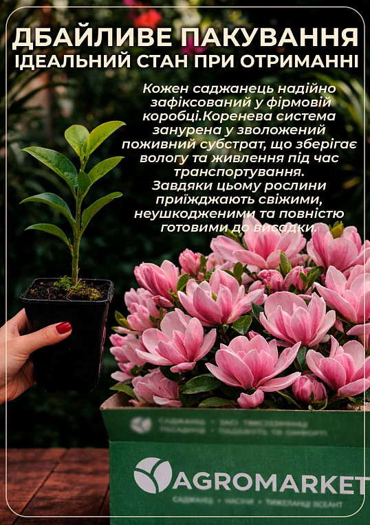 Магнолія гібридна "Susan" - фото 4