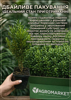 Самшит буксус вічнозелений "Гармонія" (Harmony)24