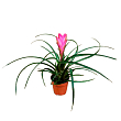 Тілландсія "Аніта" (Tillandsia Cyanea) купить