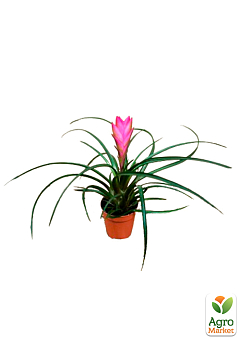 Тилландсия "Anita" (Tillandsia Cyanea)2