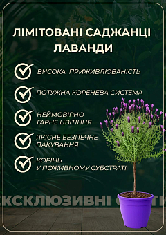 LMTD Вереск 2-х летний "Tricolor Carnaval" (20-30см)26