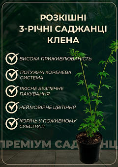 Клен 3-х летний японский пальмолистный "Катсура" (Аcer palmatum Katsura) С3, высота 60-80см29