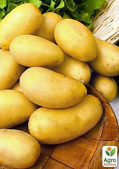 Семенной среднепоздний картофель "Челенджер" (на жарку, 1 репродукция) 3кг1