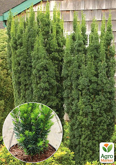 Тис средний "Hicksii" (ком/сетка) высота 70-80см8