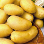 Семенной среднепоздний картофель "Челенджер" (на жарку, 1 репродукция) 3кг