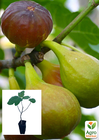 Інжир коричневий "Рандіно" саджанець 2 роки (ремонтантний, ранній сорт)