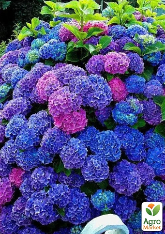 Эксклюзив! Гортензия крупнолистная розово-голубая "Красочная ночь" (Colorful night) (морозостойкий сорт)