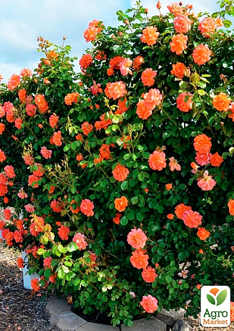 Троянда плетиста "Вестерленд" (Westerland) (саджанець класу АА+) вищий сорт - фото 4