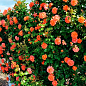 Роза плетистая "Вестерленд" (Westerland) (саженец класса АА+) высший сорт