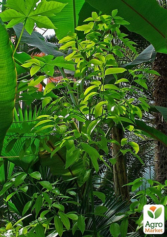 Корица "Колумбийская" (куст, экзотическая пряность, кадочное растение) - фото 2