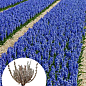 Лаванда английская узколистная "Лоддон Блю" (Loddon Blue)