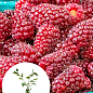 LMTD Ежемалина "Tayberry" (сортовая, укорененная)