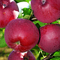 Яблоня "Вильямс прайд" (летний сорт, ранний срок созревания)
