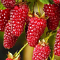 LMTD Ожиномалина "Loganberry" (сортова, укорінена) висота 50-70см