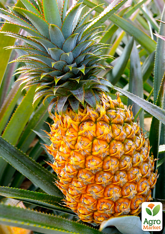 LMTD Ананас с плодом 3-х летний "Кайена" (20-40см) - фото 6
