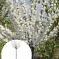 Мигдаль декоративний "Білий парус" на штамбі (вік від 2-х років, висота 150-190см)