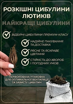 Лютики (Ранункулюс) "Mix" (розмір 5/6, великий) 5шт в упаковці1
