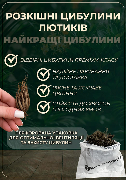 Лютики (Ранункулюс) "Mix" (размер 5/6 , крупный) 5шт в упаковке - фото 4