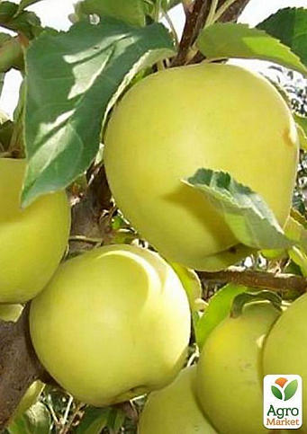Яблуня "Клон голден" - фото 2