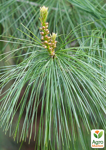 Сосна 3-х річна Кедрова "Арманда" (Pinus Armandii) C3, висота 55-75см - фото 3