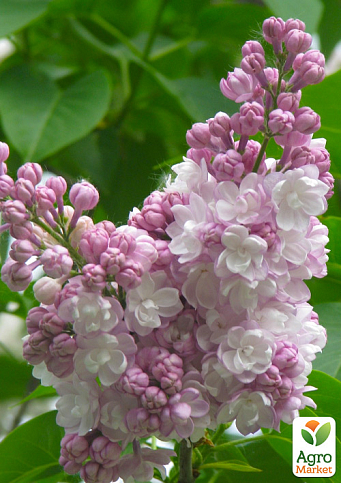 Бузок Гіацинтовий "Анабель" (один з найбільш ранніх і запашних сортів) 