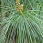Сосна 3-х річна Кедрова "Арманда" (Pinus Armandii) C3, висота 55-75см цена