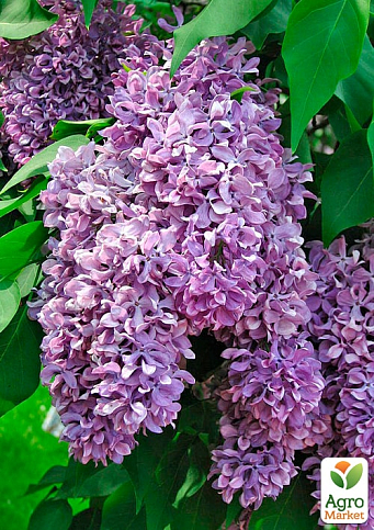 Бузок махровий "Богдан Хмельницький" (Bogdan Khmelnitsky) - фото 5