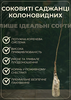 Черешня колоновидная "Свит Черри" (крупноплодная, средний срок созревания)9