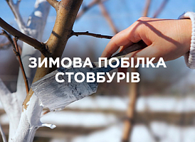 Побілка стовбурів узимку — захист від опіків і морозобоїн | Agro-market
