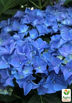 LMTD Гортензия на штамбе крупнолистная цветущая 4-х летняя "Early Blue" (50-60см)18