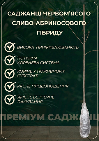 Эксклюзив! Гибрид сливы-абрикоса "Плуот" (Dapple Dandy) - фото 4