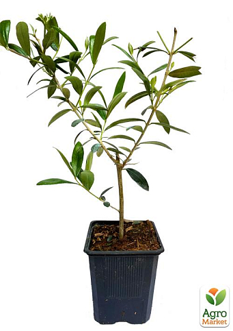 Оливковое Дерево "Olea Europaea" (мини штамб) высота 35-45см - фото 6