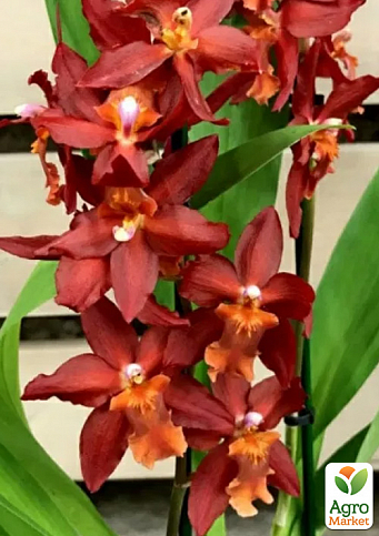 Орхидея Камбрия "Terracotta" - фото 3