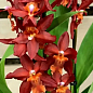 Орхидея Камбрия "Terracotta" цена