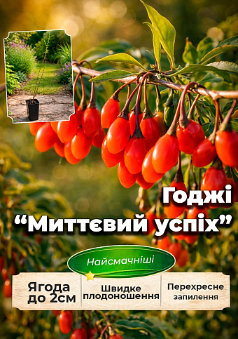 Эксклюзив! Годжи "Instant Success (Мгновенный успех)" (перекрестное опыление, садить по 2 шт)