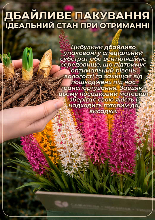 Эремурус "Rexona" 1шт в упаковке - фото 3