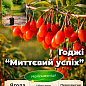 Эксклюзив! Годжи "Instant Success (Мгновенный успех)" (перекрестное опыление, садить по 2 шт)