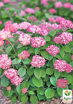 LMTD Гортензия древовидная 4-х летняя "Ruby Annabelle" (40-50см)12