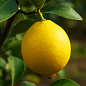 Лимон "Орнаментал"