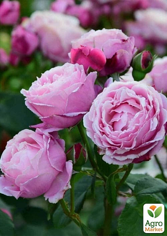 Троянда чайно-гібридна "Дітер Мюллер" у контейнері, вищий сорт - фото 2