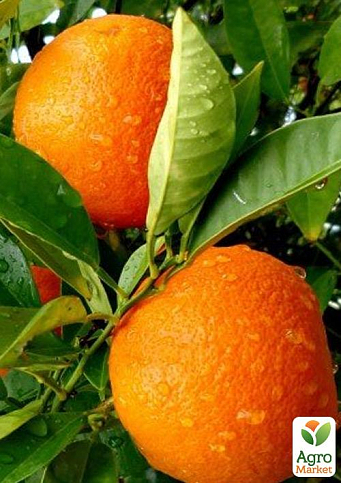 Апельсин "Вашингтон Навел" (саджанець 2 роки)