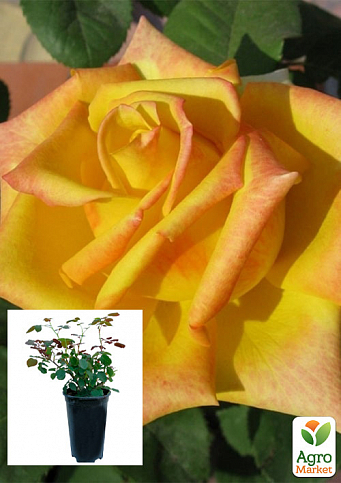 Троянда в контейнері чайно-гібридна "Mohana" (саджанець класу АА+)