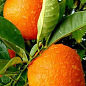 Апельсин "Вашингтон Навел" (саджанець 2 роки)