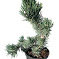 Сосна черная "Oregon Green" С7.5, высота 50-60см