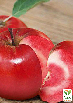 Яблуня красномясая "Ера" (зимовий сорт, пізній термін дозрівання)1