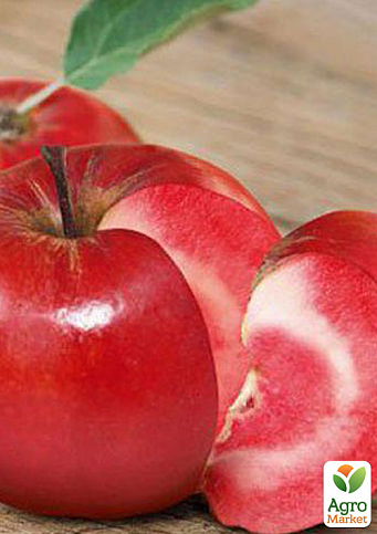 Яблуня красномясая "Ера" (зимовий сорт, пізній термін дозрівання)