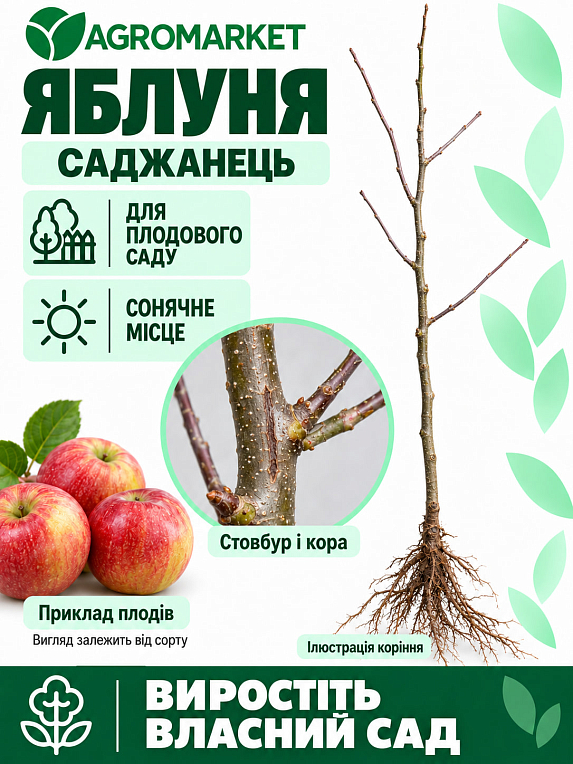 Яблоня "Пепинка золотая" (зимний сорт)