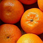 Эксклюзив! Мандарин оранжевый "Мандариновый рай" (Mandarin paradise) (премиальный супер сочный сорт)