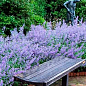 Котовник "Laguna Blue"(Nebula Fassen) купить