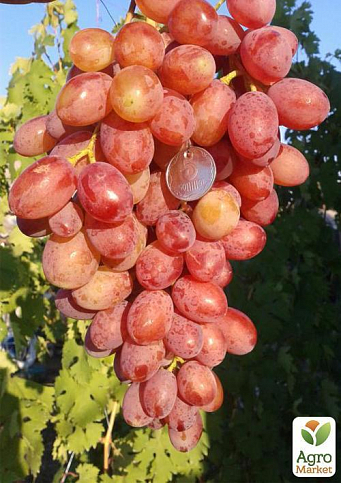 Виноград "Самба" - фото 4